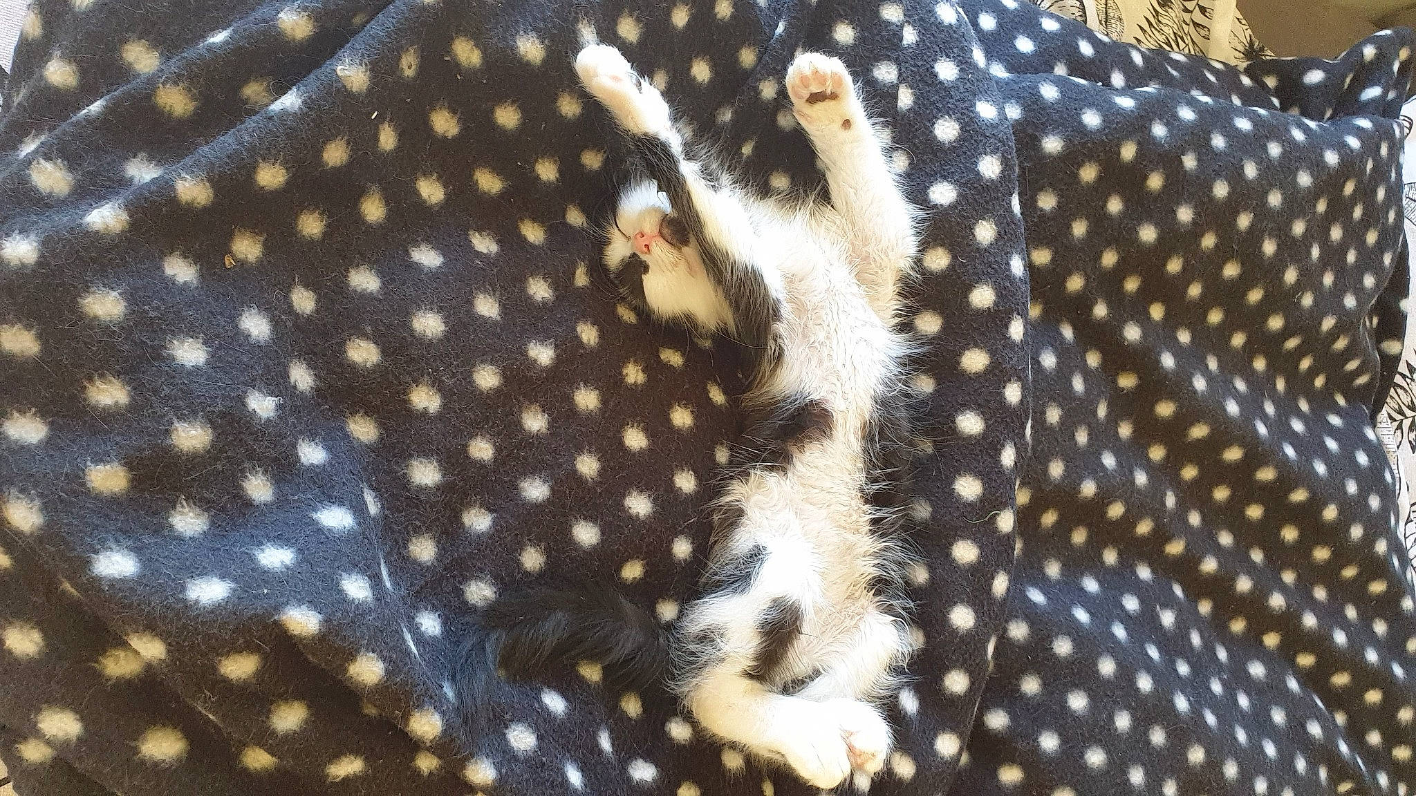 Andy participe au concours pour gagner de l'argent avec cette photo : design, fawn, organism, pattern, polka_dot, small_to_medium_sized_cats, wildlife