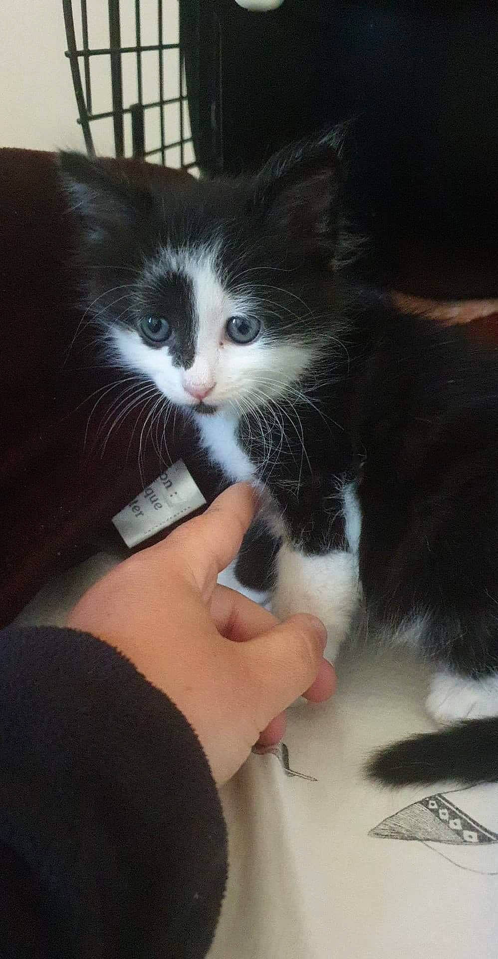 Andy a rejoint le concours — aidez-le/la à gagner de superbes lots ! black_and_white, black_hair, carnivore, cat, claw, domestic_long_haired_cat, domestic_short_haired_cat, ear, felidae, fur, kitten, norwegian_forest_cat, nose, polydactyl_cat, small_to_medium_sized_cats, whiskers