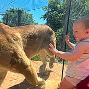 Arabella joined the competition — help win amazing prizes! animal, baby, bear, bodypart, clothing, cougar, face, fence, finger, grass, hand, head, lion, person, photography, plant, portrait, shorts, soil, zoo