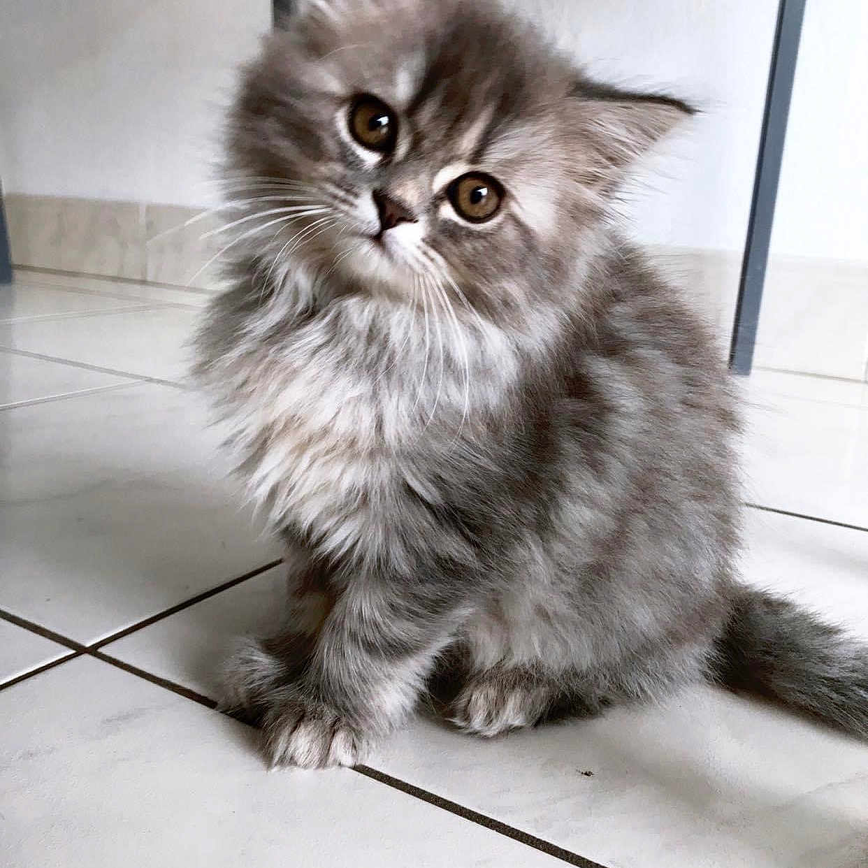Bella participe au concours pour gagner de l'argent avec cette photo : animal, cat, chair, curious, cute, feline, floor, fluffy, fur, gray, indoor, kitten, paw, pet, sitting, small, tile, tilted_head, whiskers, young