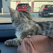 Bonheur a rejoint le concours — aidez-le/la à gagner de superbes lots ! cat, gray_cat, fluffy, long_hair, feline, animal, pet, car, dashboard, vehicle, travel, outdoor, parking_lot, parked_cars, storefront, sitting, profile, whiskers, fur, candid_photo