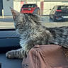 cat, gray_cat, fluffy, long_hair, feline, animal, pet, car, dashboard, vehicle, travel, outdoor, parking_lot, parked_cars, storefront, sitting, profile, whiskers, fur, candid_photo