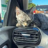 cat, kitten, tabby, sleeping, sleepy, animal, pet, car, dashboard, air_vent, vehicle, interior, road_trip, outdoor, sunlight, blue_sky, traffic, orange_car, closeup, whiskers