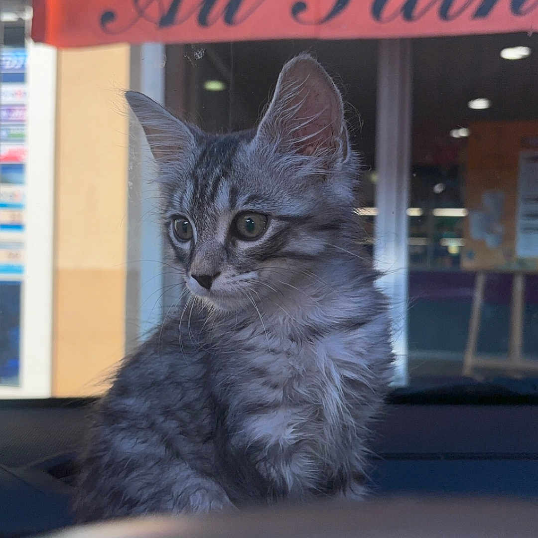 Bonheur a rejoint le concours — aidez-le/la à gagner de superbes lots ! cat, kitten, gray_cat, fluffy, long_hair, animal, pet, sitting, dashboard, car, vehicle, outdoor, street, storefront, restaurant, awning, portrait, whiskers, ears, window