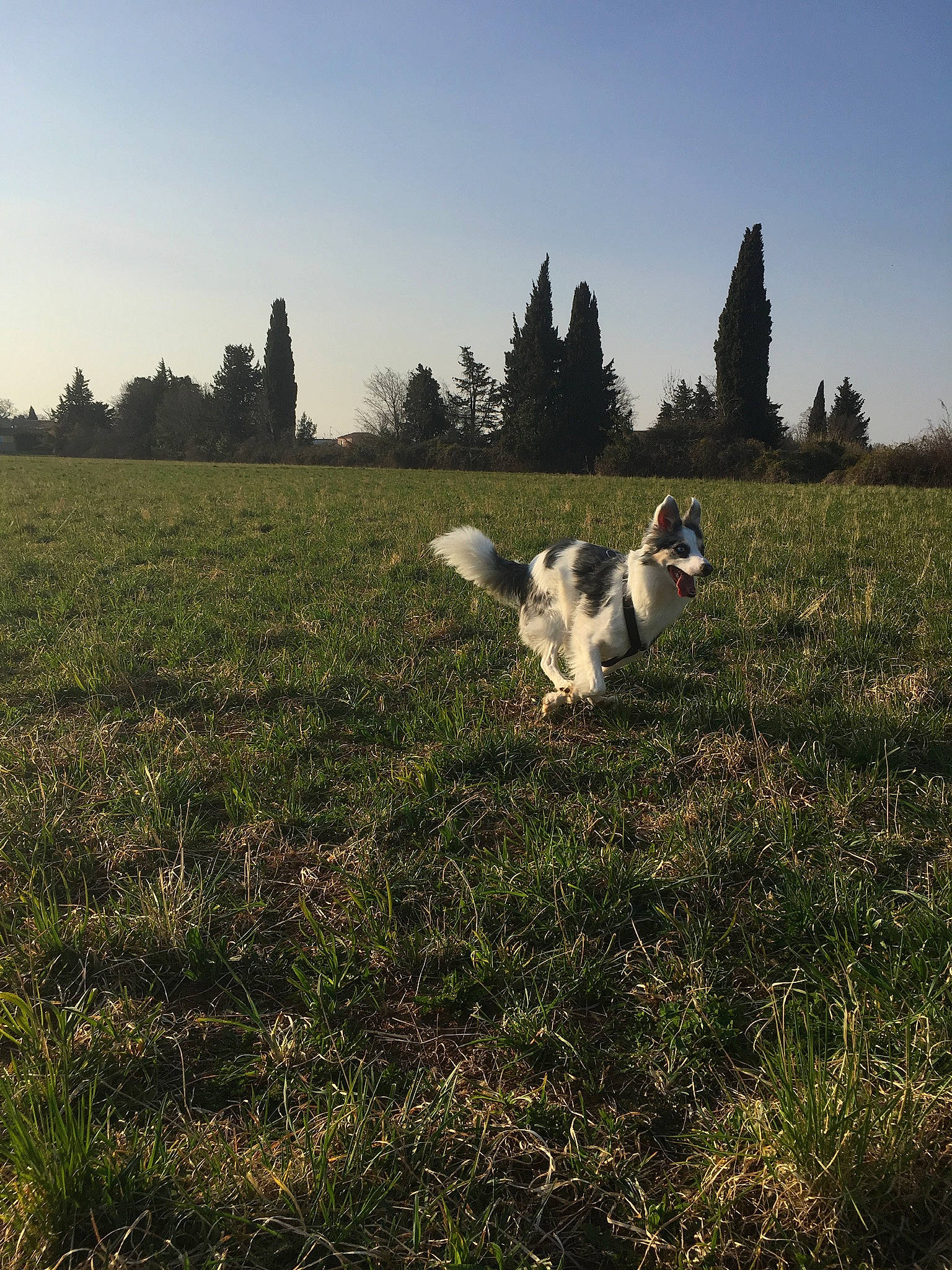 Judka participe au concours pour gagner de l'argent avec cette photo : australian_shepherd, canidae, carnivore, cloud, dog, dog_breed, field, grass, grassland, hill, hunting_dog, meadow, morning, mountain, pasture, sky, sporting_group, sunlight, tree, working_dog