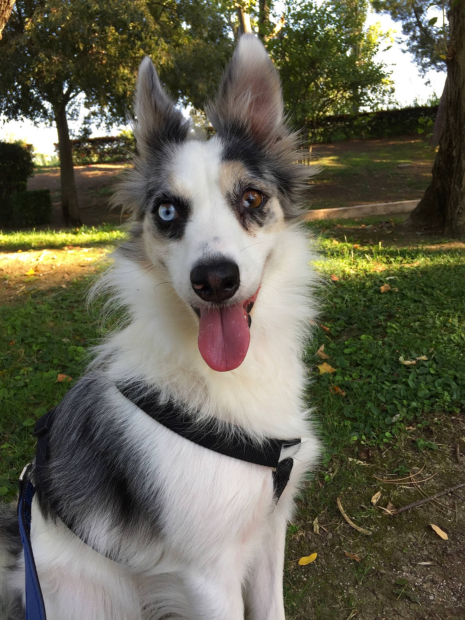 Judka participe au concours pour gagner de l'argent avec cette photo : australian_collie, border_collie, canidae, carnivore, companion_dog, dog, dog_breed, mammal, native_american_indian_dog, plant, rare_breed_dog, siberian_husky, snout, thai_bangkaew_dog, vertebrate