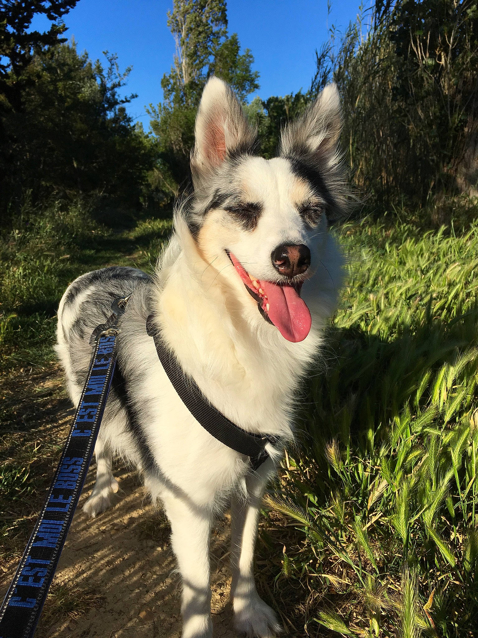 Judka a rejoint le concours — aidez-le/la à gagner de superbes lots ! alaskan_malamute, canadian_eskimo_dog, canidae, carnivore, dog, dog_breed, east_siberian_laika, greenland_dog, mammal, native_american_indian_dog, northern_inuit_dog, rare_breed_dog, saarloos_wolfdog, seppala_siberian_sleddog, siberian_husky, sled_dog, tamaskan_dog, vertebrate, west_siberian_laika, wolfdog