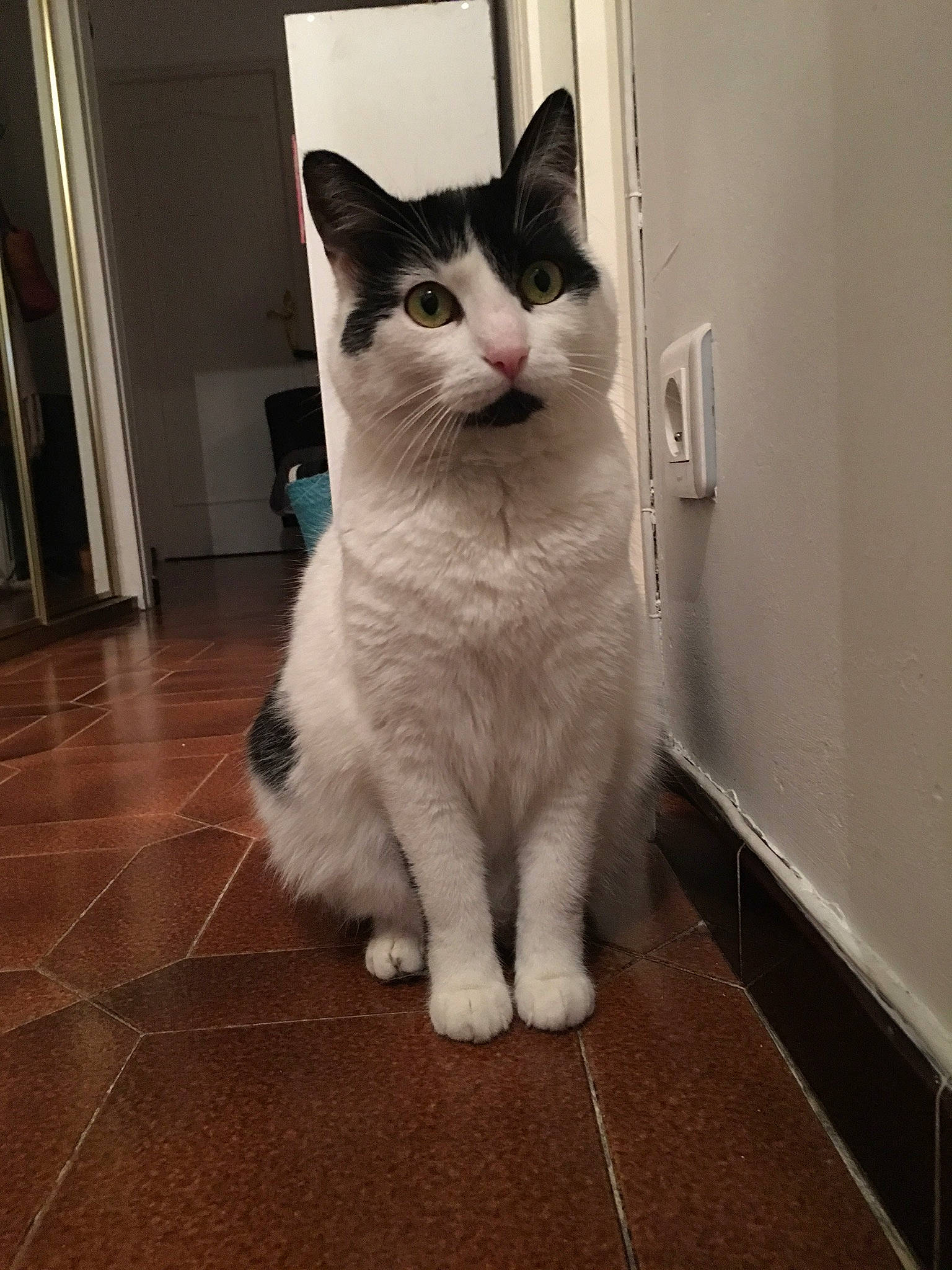 Clochette participe au concours pour gagner de l'argent avec cette photo : aegean_cat, american_wirehair, asian, carnivore, cat, domestic_short_haired_cat, european_shorthair, felidae, japanese_bobtail, kitten, mammal, ojos_azules, paw, polydactyl_cat, small_to_medium_sized_cats, tail, turkish_angora, turkish_van, vertebrate, whiskers