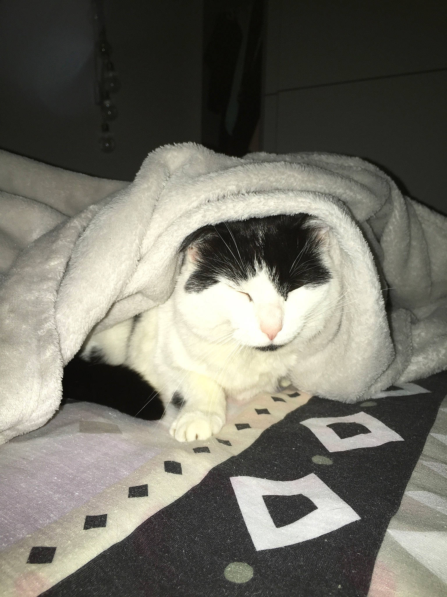 Clochette participe au concours pour gagner de l'argent avec cette photo : asian, black_and_white, carnivore, cat, domestic_short_haired_cat, european_shorthair, felidae, fur, small_to_medium_sized_cats, whiskers, white