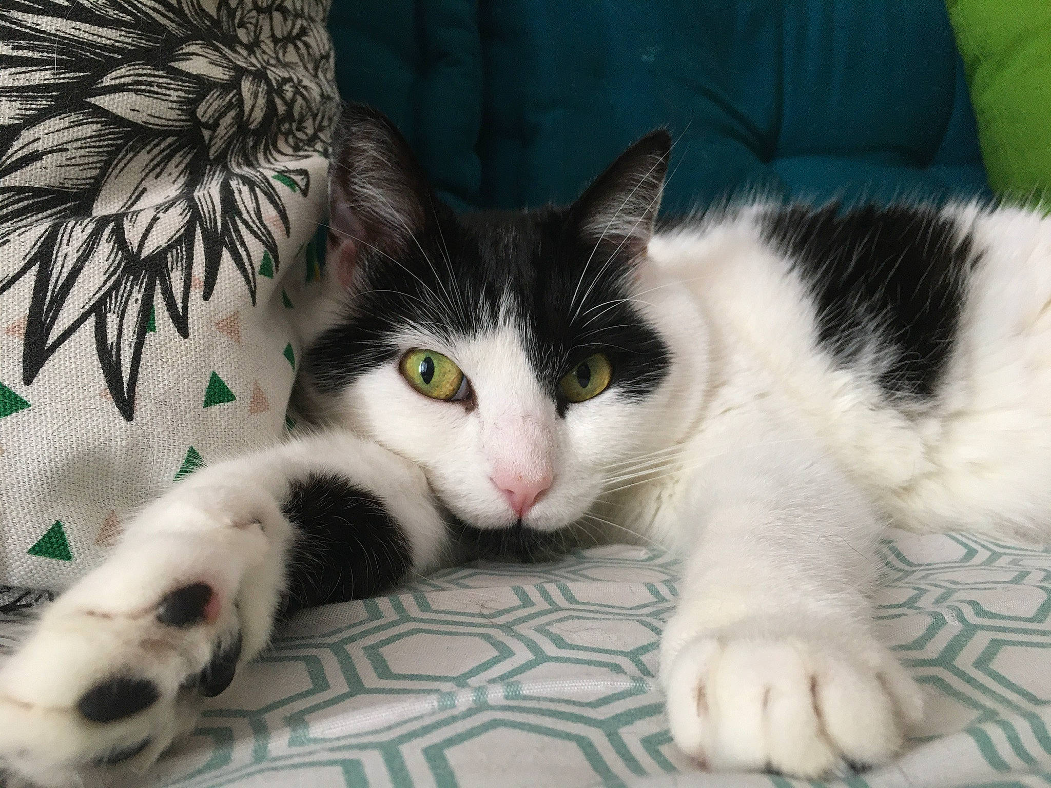 Clochette a rejoint le concours — aidez-le/la à gagner de superbes lots ! aegean_cat, american_wirehair, asian, black_and_white, carnivore, cat, claw, domestic_short_haired_cat, european_shorthair, eye, felidae, fur, japanese_bobtail, kitten, mammal, paw, polydactyl_cat, small_to_medium_sized_cats, tail, whiskers