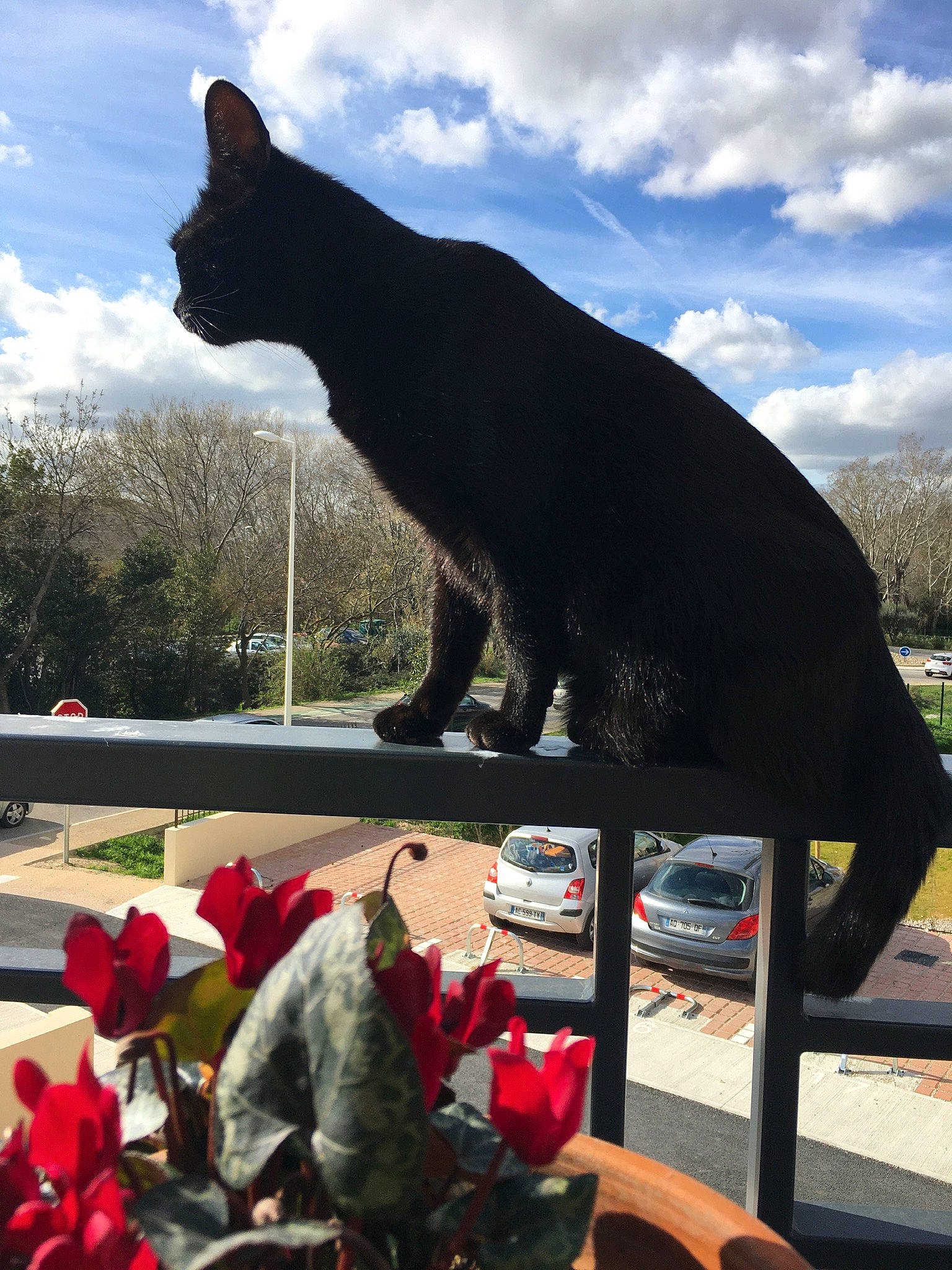Gribouille participe au concours pour gagner de l'argent avec cette photo : art, asian, black_cat, botany, carnivore, cat, chartreux, felidae, flower, plant, sculpture, small_to_medium_sized_cats, statue, tail, whiskers, window