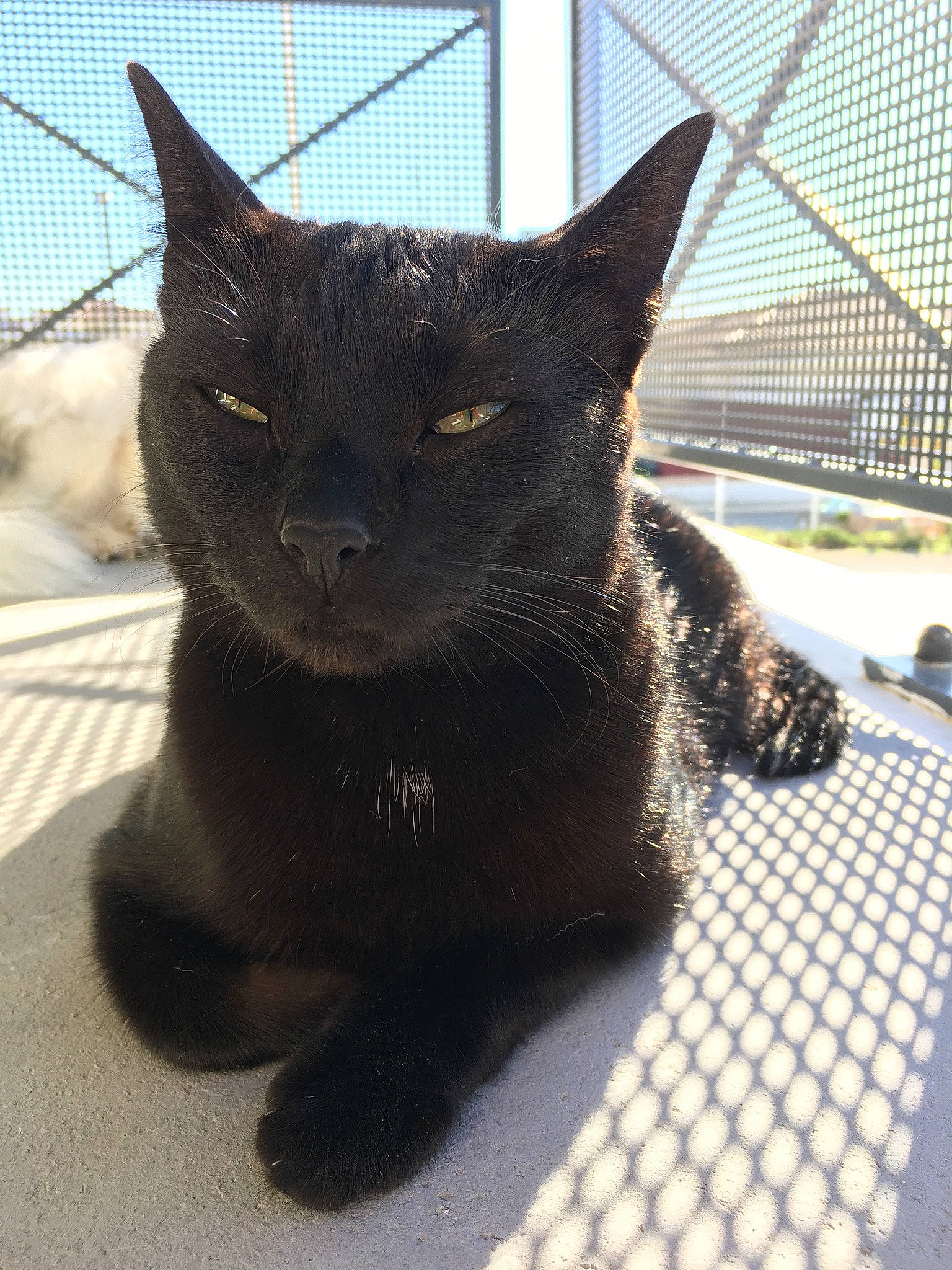 Gribouille participe au concours pour gagner de l'argent avec cette photo : asian, black_cat, bombay, burmese, carnivore, cat, chartreux, domestic_short_haired_cat, felidae, german_rex, havana_brown, korat, mammal, russian_blue, small_to_medium_sized_cats, snout, vertebrate, whiskers