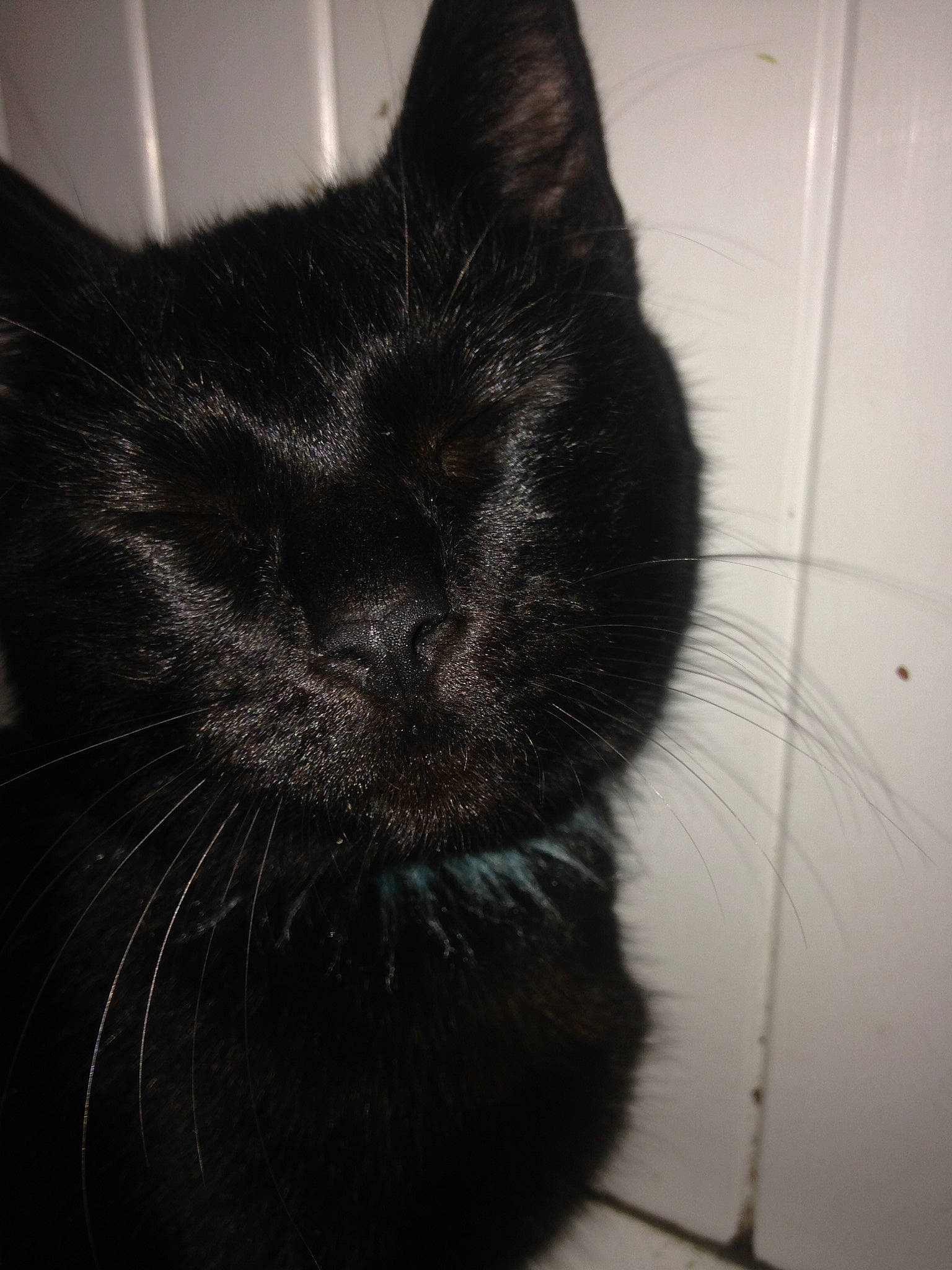 Gribouille a rejoint le concours — aidez-le/la à gagner de superbes lots ! black, black_and_white, black_cat, carnivore, cat, domestic_short_haired_cat, ear, european_shorthair, eye, felidae, floor, fur, nose, polydactyl_cat, small_to_medium_sized_cats, snout, tail, tile, whiskers