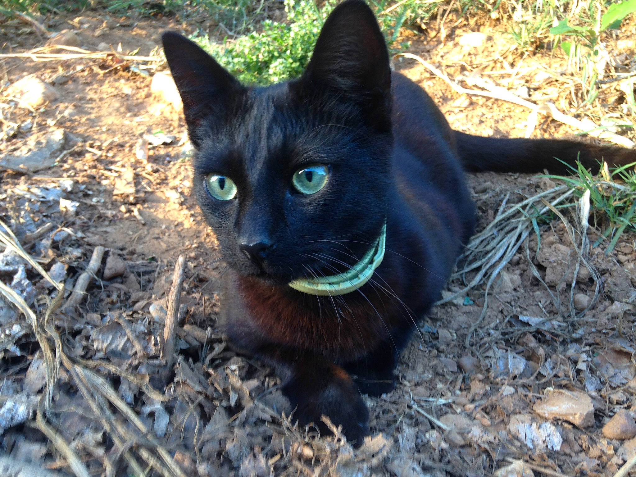 Gribouille participe au concours pour gagner de l'argent avec cette photo : asian, black_cat, bombay, burmese, carnivore, cat, domestic_short_haired_cat, felidae, german_rex, havana_brown, mammal, small_to_medium_sized_cats, whiskers