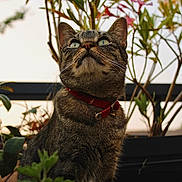 Luna a rejoint le concours — aidez-le/la à gagner de superbes lots ! cat, tabby, green_eyes, collar, outdoor, plants, nature, pet, fur, whiskers, closeup, curious, greenery, animal, mammal, portrait, sitting, daylight, background, feline