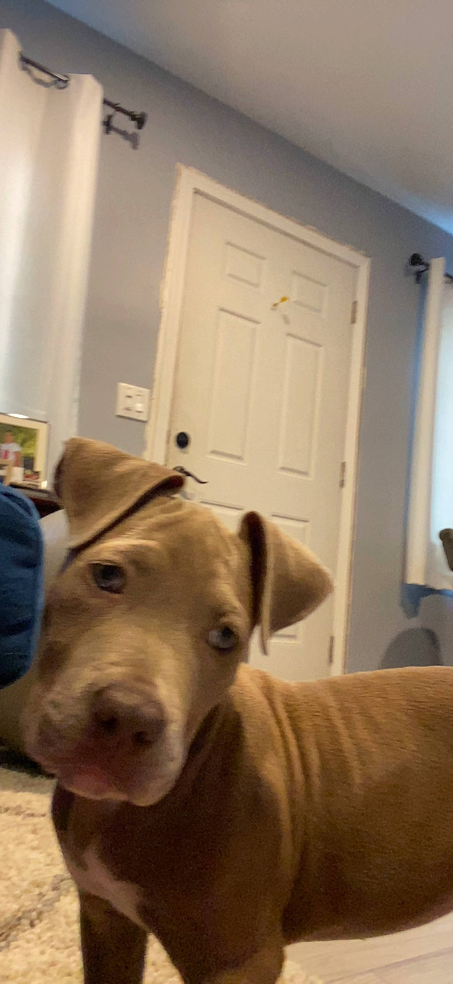 Athena joined the competition — help win amazing prizes! canidae, carnivore, companion_dog, dog, dog_breed, door, fawn, flooring, fur, hardwood, home_door, luggage_and_bags, pet_supply, snout, sporting_group, tail, terrestrial_animal, whiskers, wood, working_animal