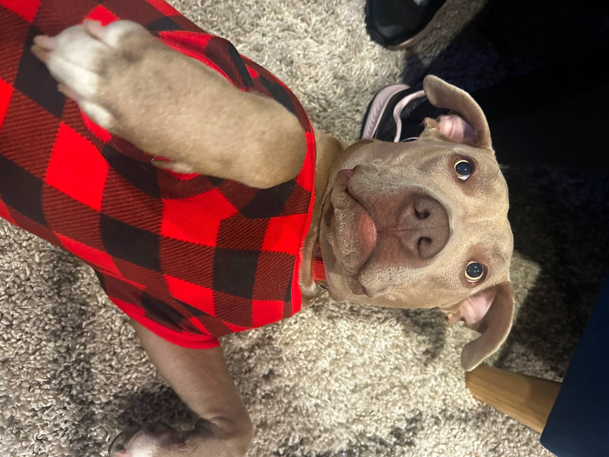 Athena is registered to the contest to win money with this photo: canidae, carnivore, collar, comfort, companion_dog, dog, dog_breed, dog_collar, dog_supply, fawn, fur, human_leg, pattern, pet_supply, plaid, selfie, snout, sporting_group, tartan, working_animal