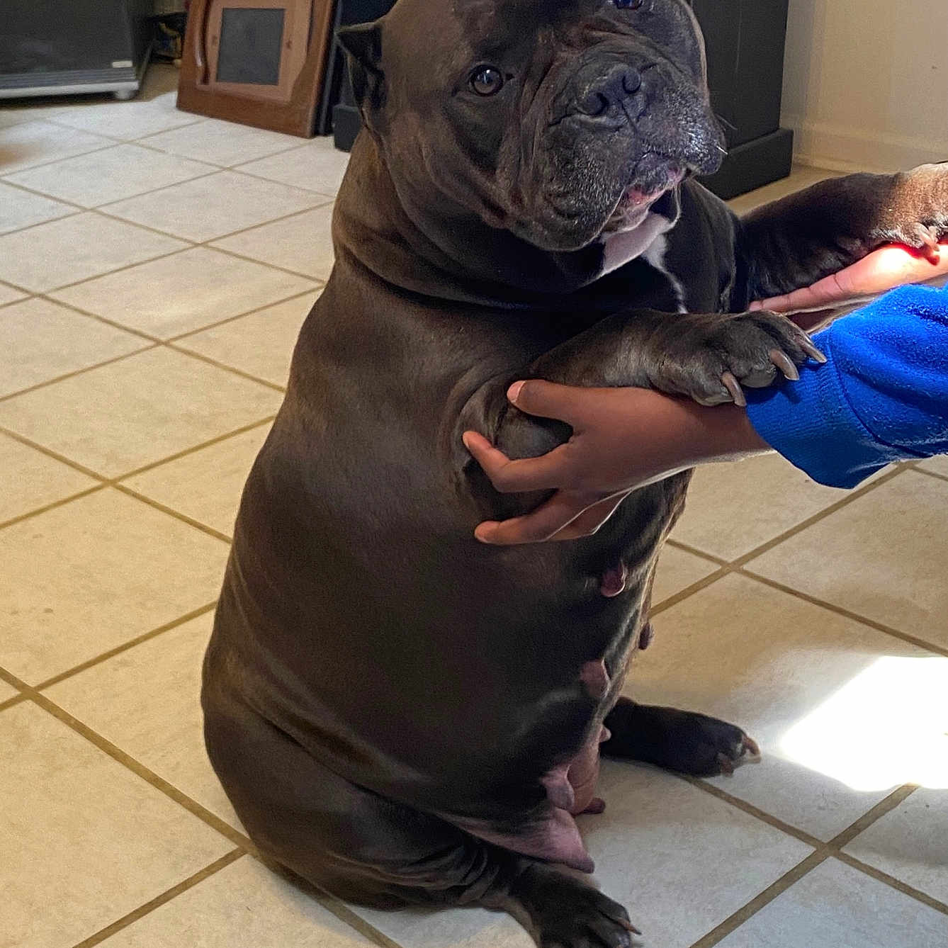 Lucy is registered to the contest to win money with this photo: animal, baby, boxer, bulldog, canine, dog, frenchbulldog, furniture, indoors, person, pet, pitbull, plant, pottedplant, pug, puppy, seal, sealife, sealion, tile