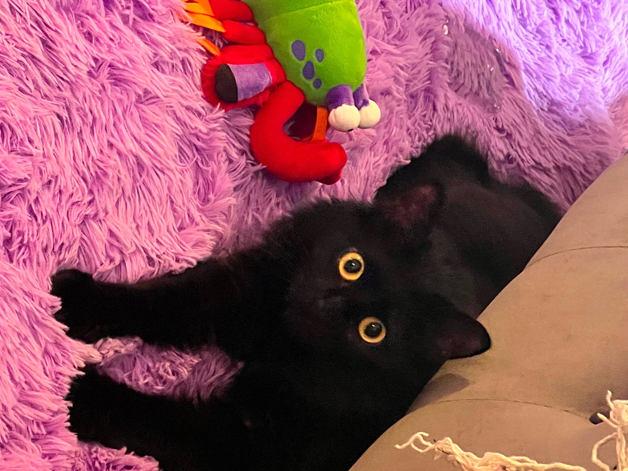 Schmoop joined the competition — help win amazing prizes! art, black_cat, bombay, carnivore, cat, comfort, felidae, fur, magenta, mammal, pink, plush, purple, small_to_medium_sized_cats, stuffed_toy, tail, textile, toy, vertebrate, whiskers