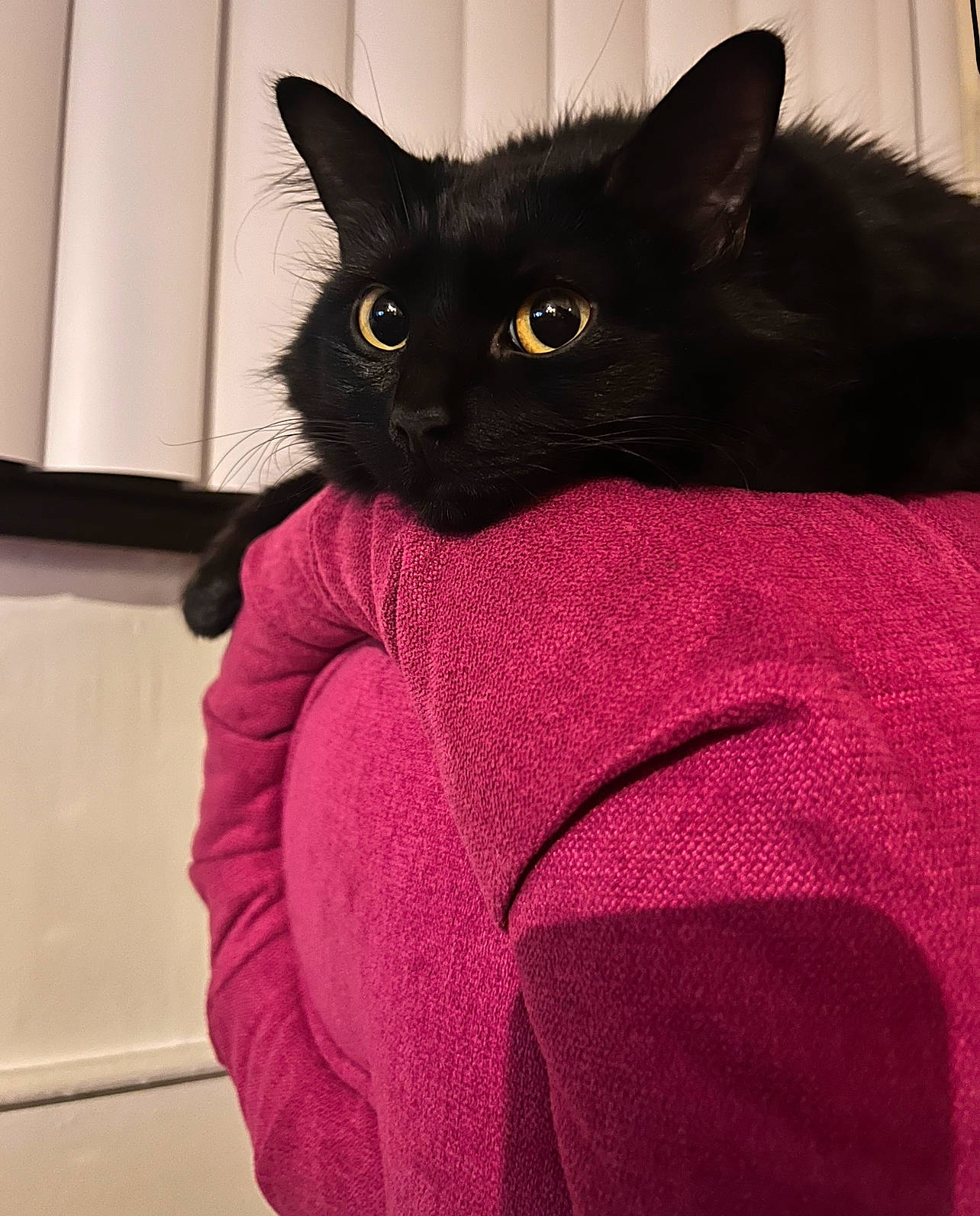 Schmoop is registered to the contest to win money with this photo: black_cat, bombay, carnivore, cat, cat_supply, comfort, domestic_short_haired_cat, eye, felidae, fur, grey, head, linens, magenta, sleeve, small_to_medium_sized_cats, snout, stairs, tail, whiskers