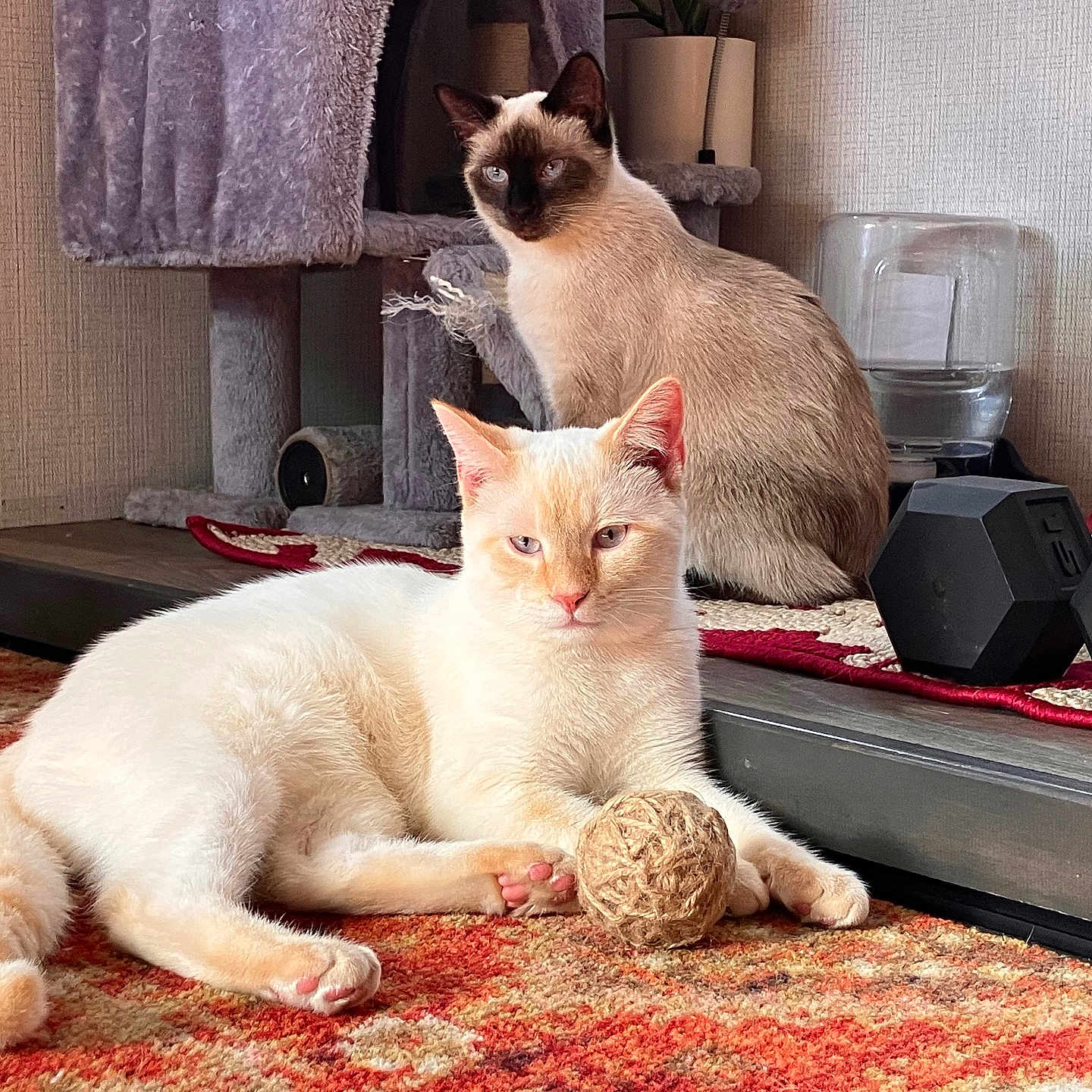 Irey joined the competition — help win amazing prizes! animal, carpet, cat, cat_tree, cozy, cream_cat, curious, dumbbells, ears, feline, fur, home, indoor, paws, pet, relaxed, resting, siamese_cat, toy_ball, whiskers