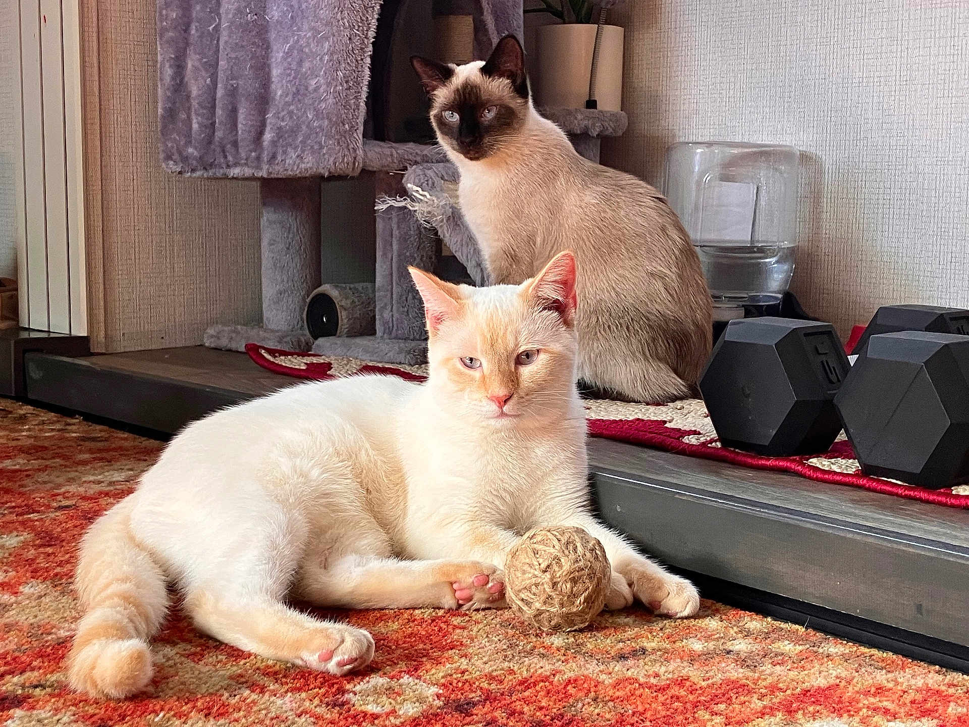 Irey joined the competition — help win amazing prizes! animal, carpet, cat, cat_tree, cozy, cream_cat, curious, dumbbells, ears, feline, fur, home, indoor, paws, pet, relaxed, resting, siamese_cat, toy_ball, whiskers