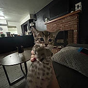 Coseph joined the competition — help win amazing prizes! kitten, cat, living_room, brick_fireplace, couch, table, hand, indoor, furniture, spot_pattern, pet, domestic_animal, home, cozy, blur, closeup, curious, animal, young_cat, person