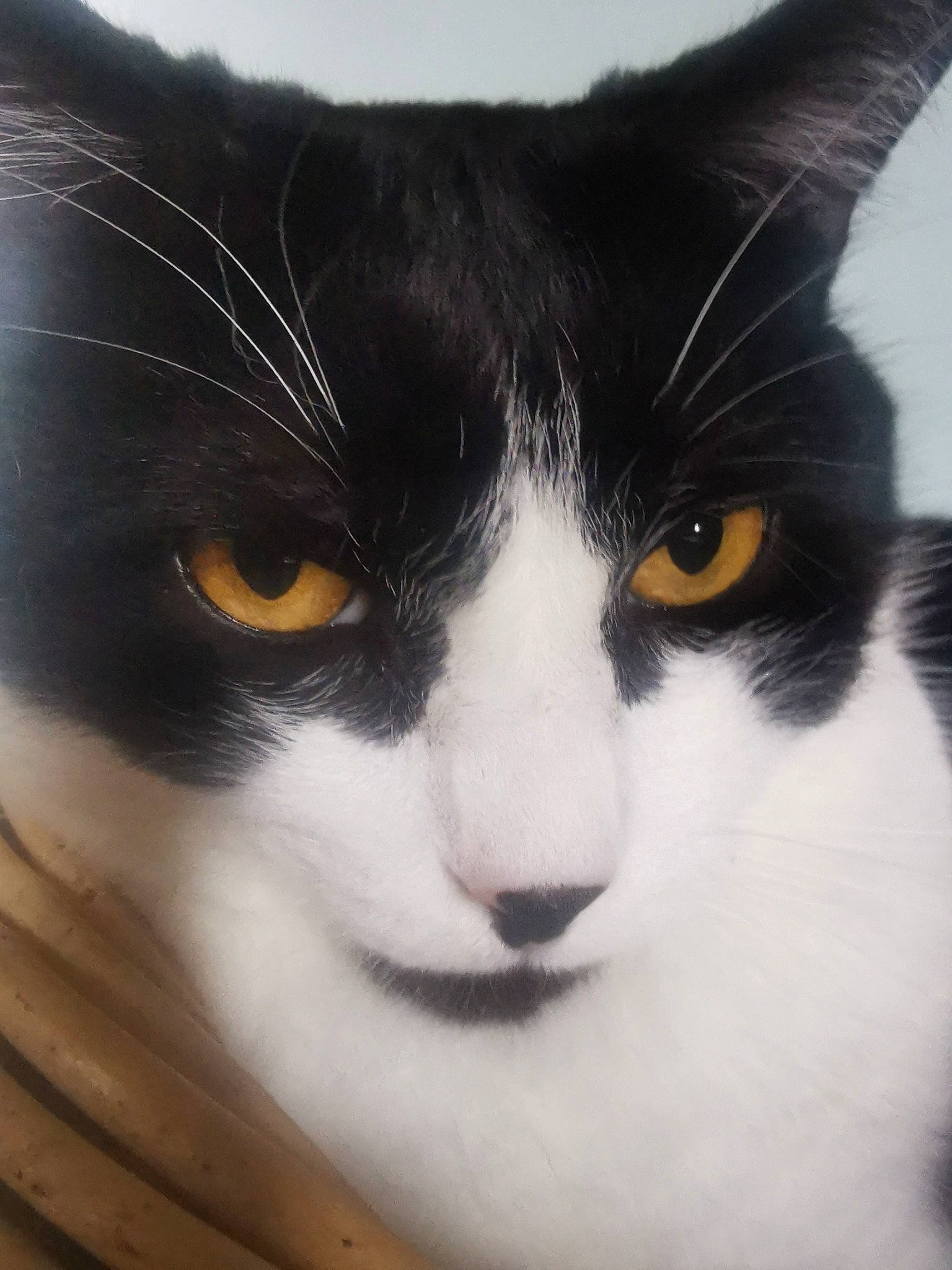 Noa participe au concours pour gagner de l'argent avec cette photo : black_cat, carnivore, cat, comfort, domestic_short_haired_cat, eye, eyelash, felidae, fur, head, iris, monochrome_photography, paw, small_to_medium_sized_cats, snout, tail, terrestrial_animal, whiskers, window