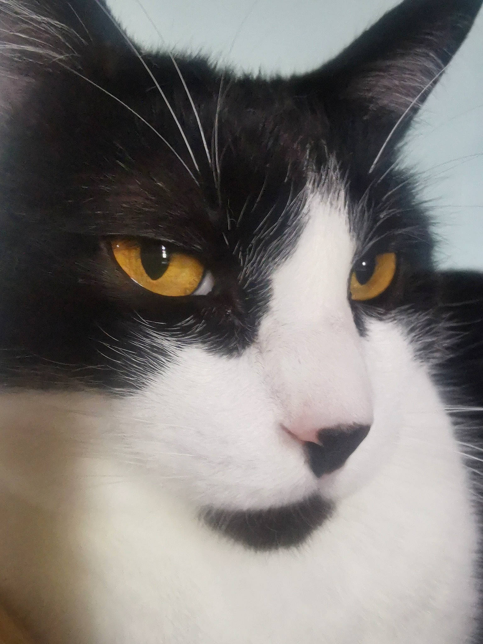 Noa participe au concours pour gagner de l'argent avec cette photo : carnivore, cat, close_up, domestic_short_haired_cat, felidae, fur, hair, small_to_medium_sized_cats, snout, terrestrial_animal, whiskers, window