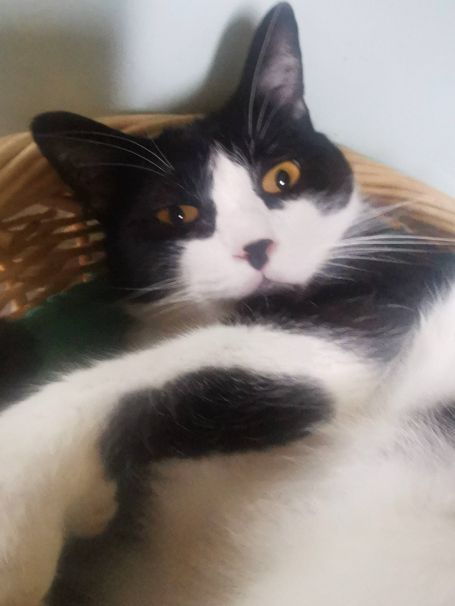 Noa a rejoint le concours — aidez-le/la à gagner de superbes lots ! carnivore, cat, domestic_short_haired_cat, felidae, fur, small_to_medium_sized_cats, snout, tail, whiskers