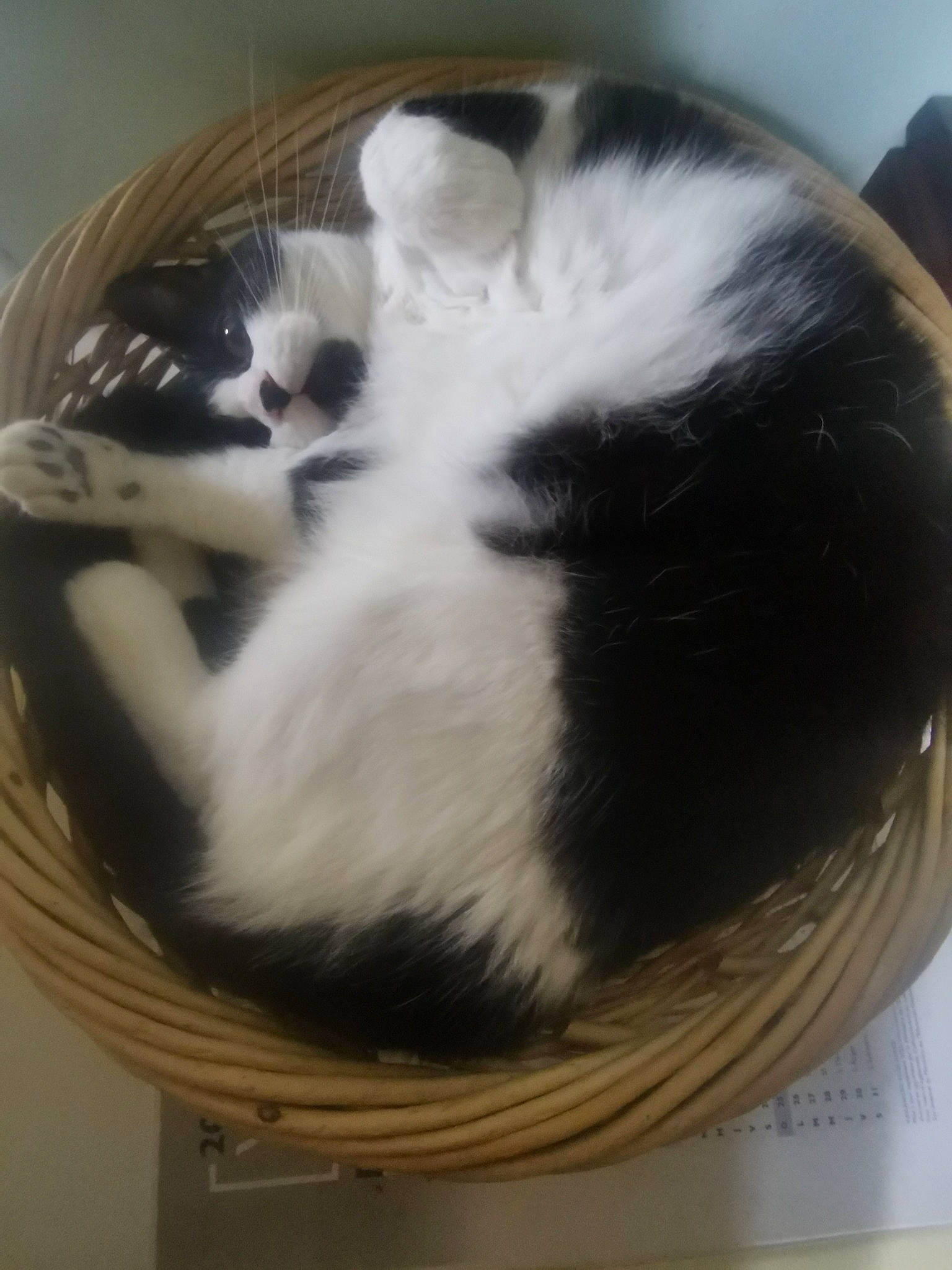 Noa a rejoint le concours — aidez-le/la à gagner de superbes lots ! carnivore, cat, cat_bed, cat_supply, comfort, felidae, fur, pet_supply, small_to_medium_sized_cats, tail, terrestrial_animal, whiskers