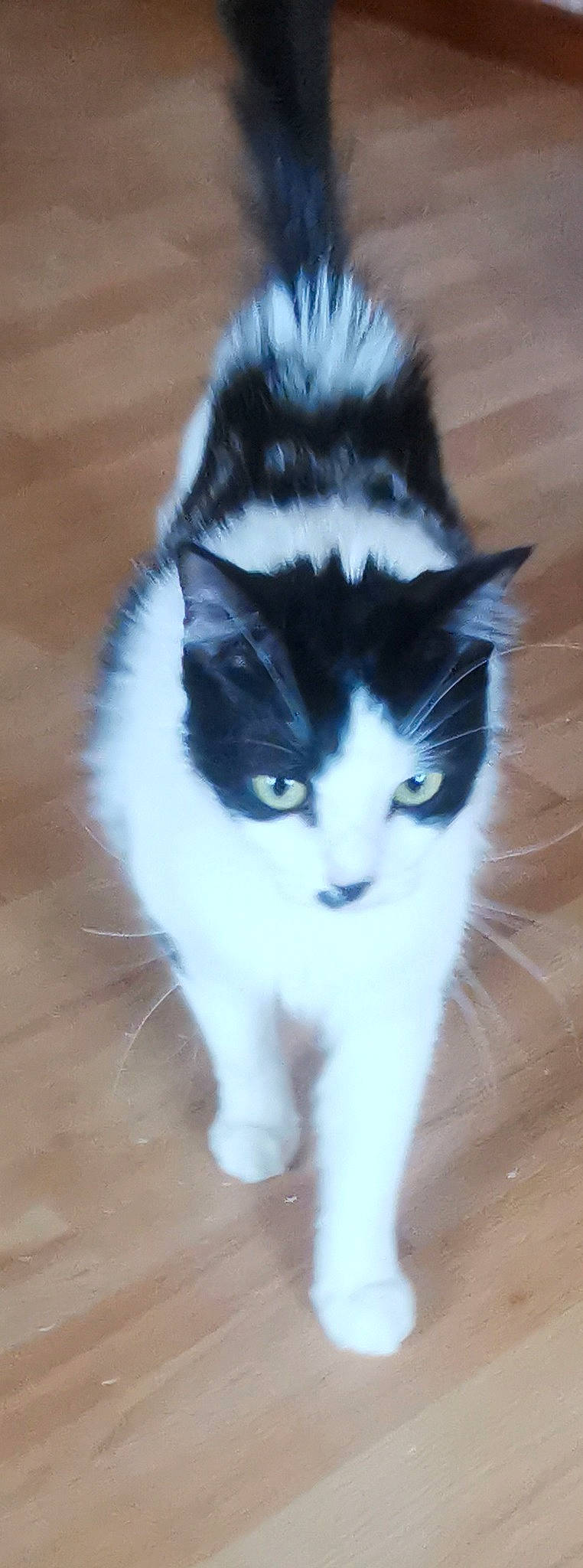 Piloute participe au concours pour gagner de l'argent avec cette photo : carnivore, cat, domestic_short_haired_cat, felidae, flooring, foot, fur, hardwood, paw, small_to_medium_sized_cats, snout, tail, whiskers