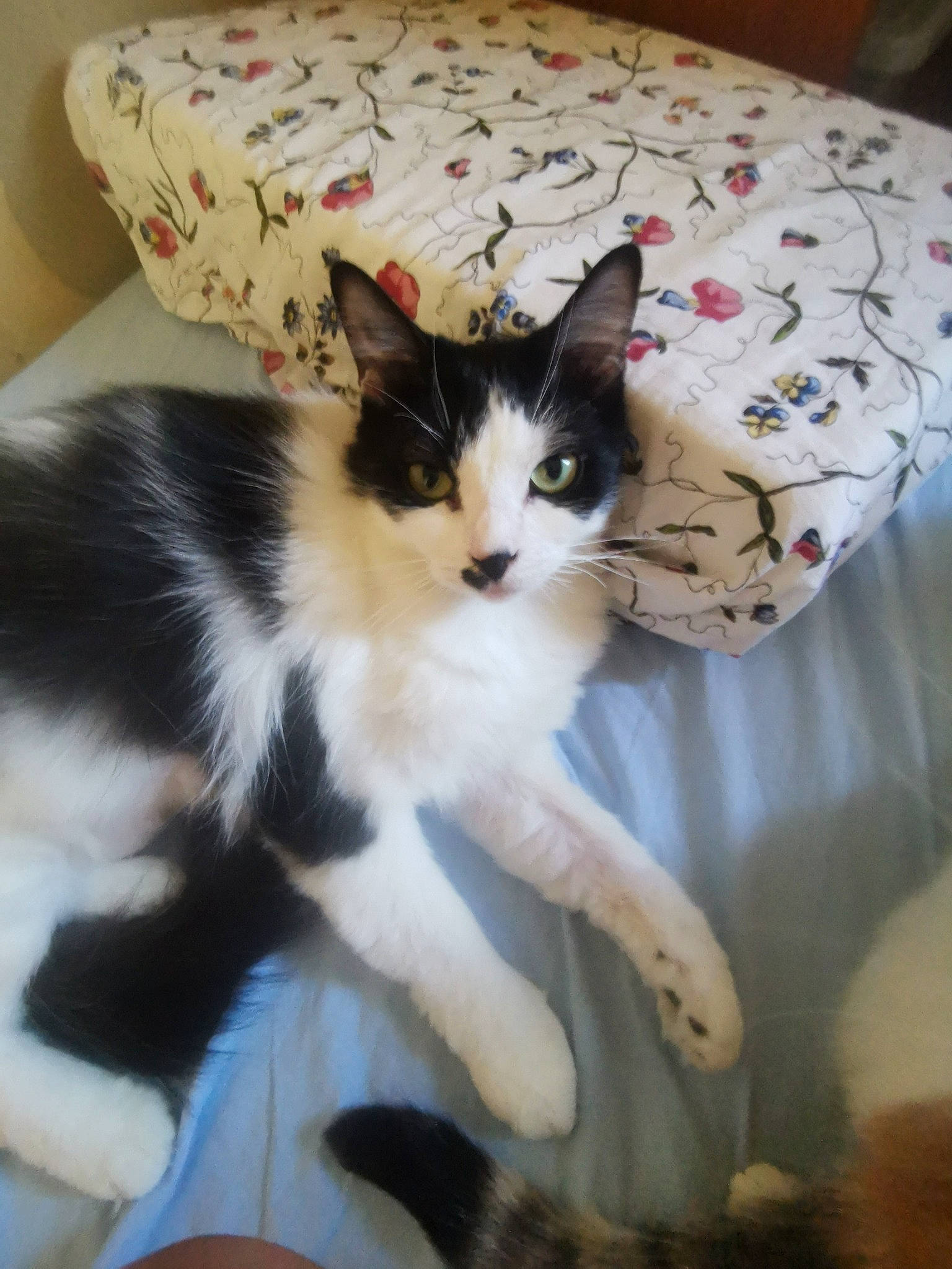 Piloute a rejoint le concours — aidez-le/la à gagner de superbes lots ! box, cardboard, carnivore, carton, cat, cat_supply, claw, comfort, couch, domestic_short_haired_cat, felidae, foot, fur, linens, paw, pillow, shipping_box, small_to_medium_sized_cats, tail, whiskers