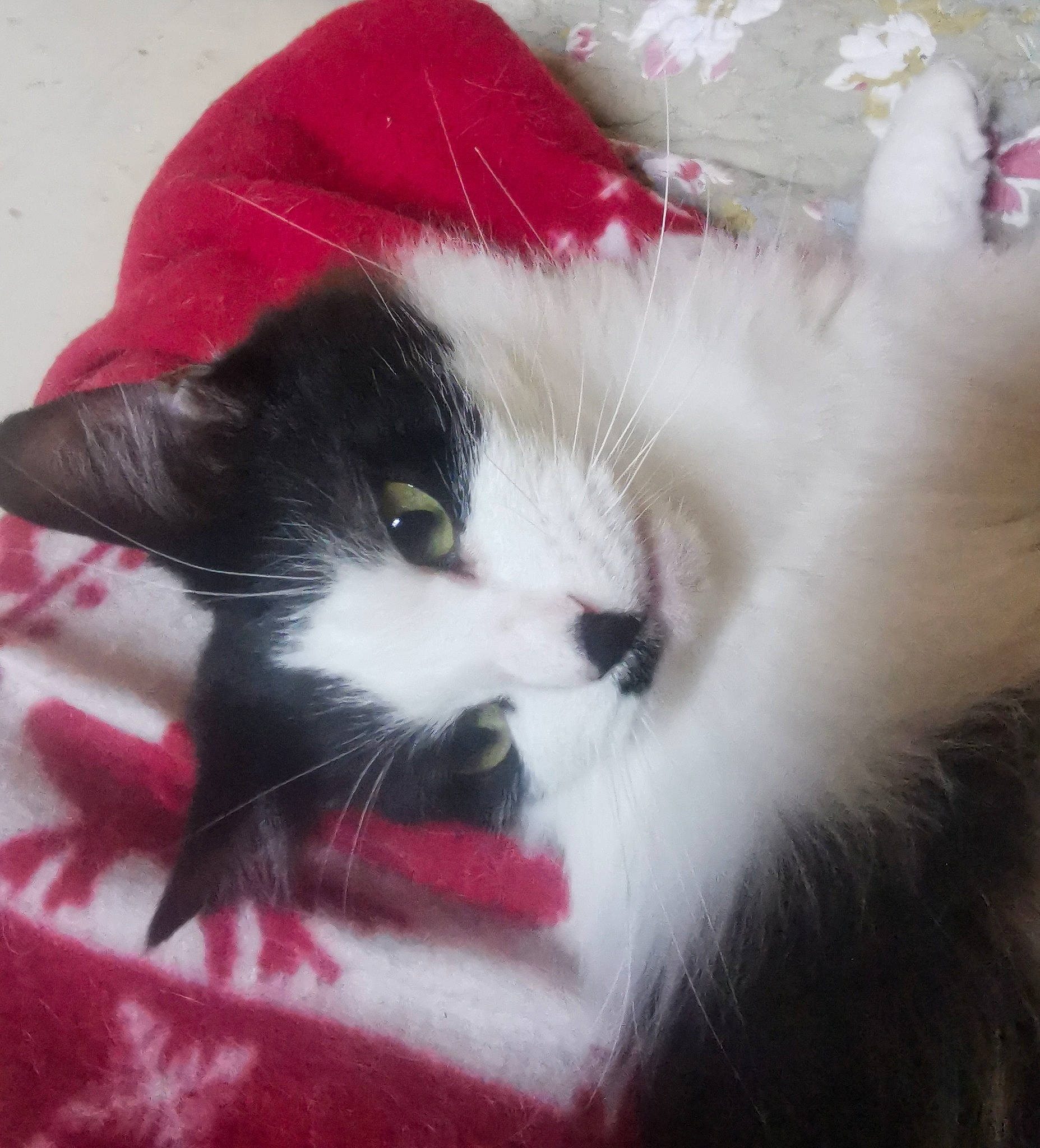 Piloute a rejoint le concours — aidez-le/la à gagner de superbes lots ! carmine, carnivore, cat, claw, comfort, domestic_short_haired_cat, felidae, foot, fur, paw, small_to_medium_sized_cats, snout, tail, whiskers