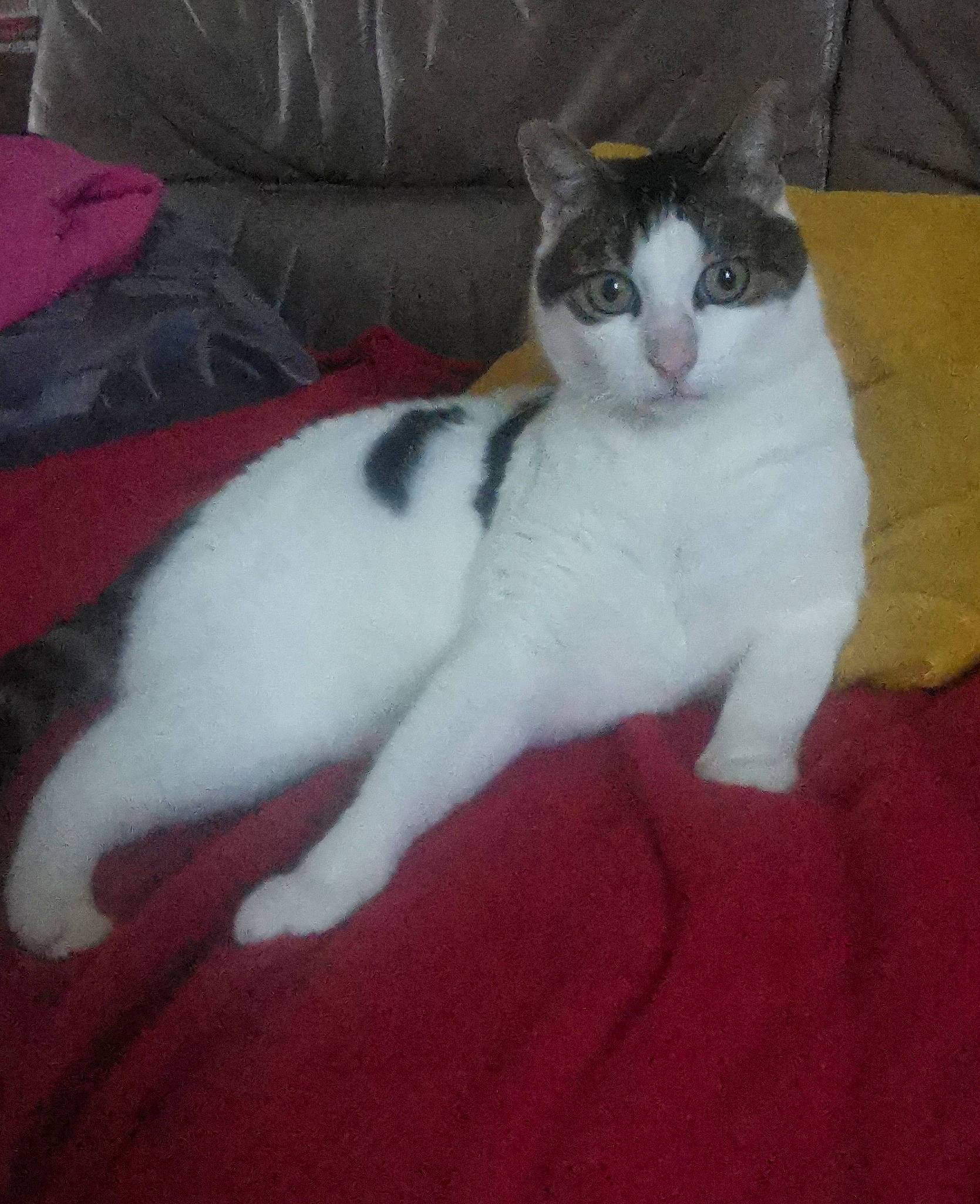 Beubeul a rejoint le concours — aidez-le/la à gagner de superbes lots ! carnivore, cat, claw, comfort, couch, domestic_short_haired_cat, eye, felidae, flooring, foot, fur, human_leg, lap, leg, paw, small_to_medium_sized_cats, snout, tail, terrestrial_animal, whiskers