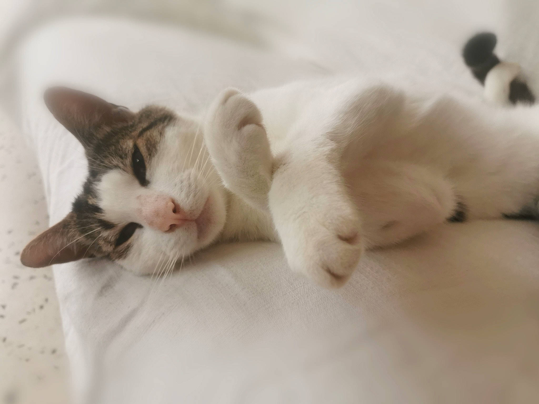 Beubeul participe au concours pour gagner de l'argent avec cette photo : carnivore, cat, claw, comfort, domestic_short_haired_cat, fawn, felidae, fur, nap, paw, sleep, small_to_medium_sized_cats, snout, tail, terrestrial_animal, whiskers