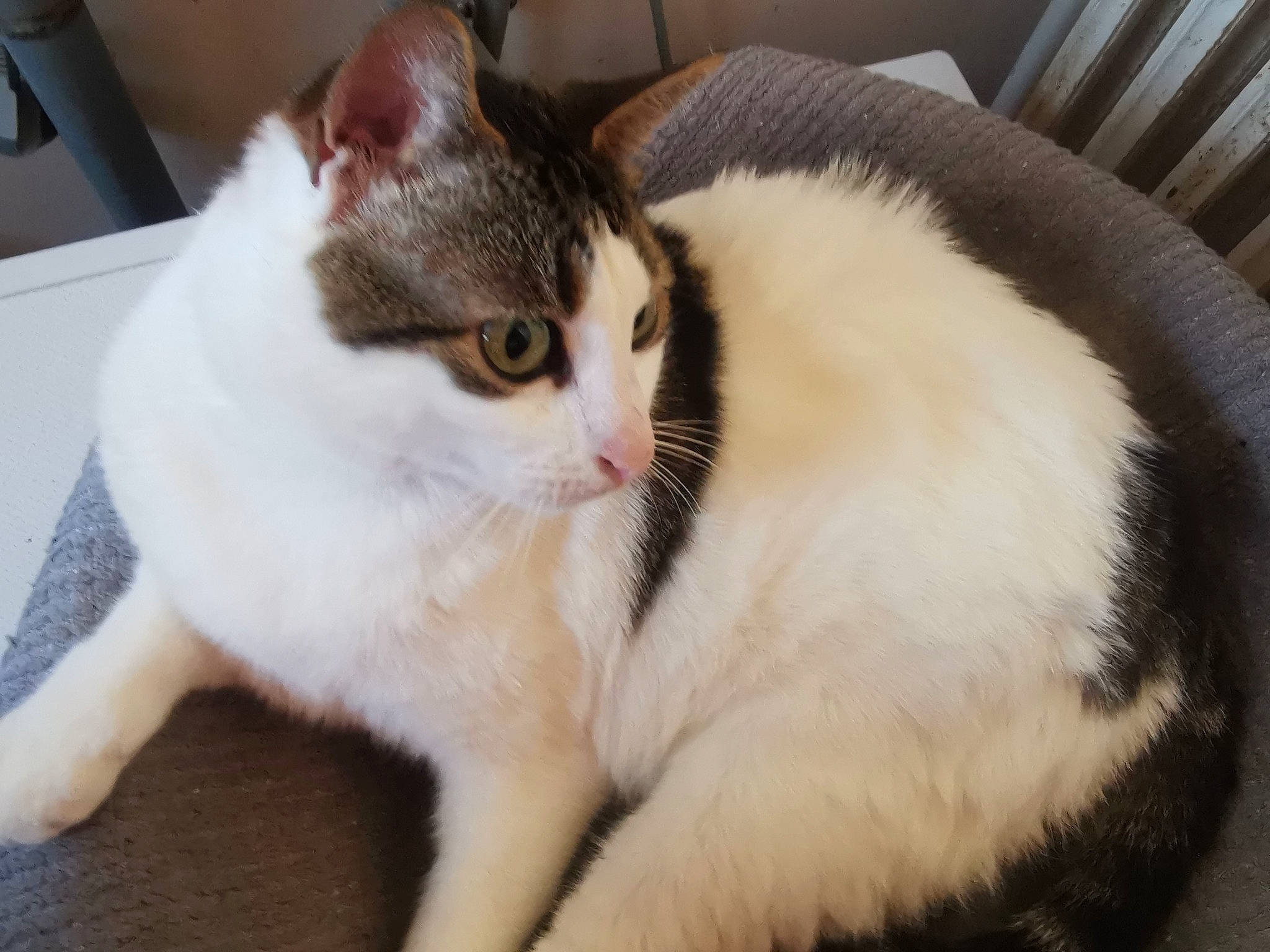 Beubeul a rejoint le concours — aidez-le/la à gagner de superbes lots ! carnivore, cat, claw, comfort, domestic_short_haired_cat, fawn, felidae, fur, paw, small_to_medium_sized_cats, snout, tail, whiskers