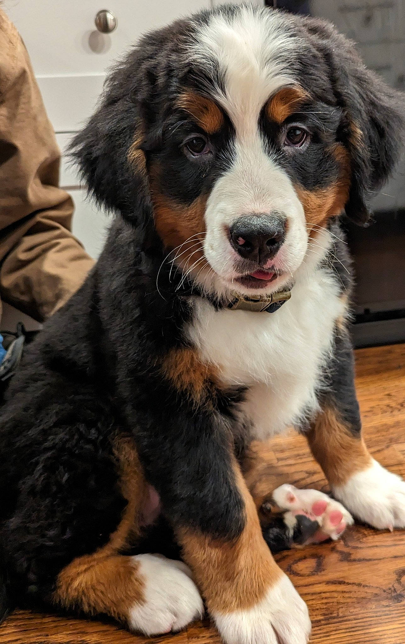 Grizzly joined the competition — help win amazing prizes! bernese_mountain_dog, bored, canidae, carnivore, companion_dog, dog, dog_breed, fur, herding_dog, hunting_dog, sporting_group, terrestrial_animal, whiskers, working_animal, working_dog