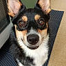 dog, canine, portrait, happy, smiling, ears, black_and_tan, white_chest, brown_eyes, pet, indoor, bathroom, floor, mat, towel, standing, front_facing, closeup, animal, photography