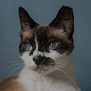 Pixie is registered to the contest to win money with this photo: animal, background, blue_eyes, calm, cat, close_up, detailed, domestic_animal, ears, face, feline, fur, indoor, looking_away, muzzle, pet, portrait, siamese_cat, soft_light, whiskers