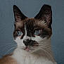 animal, background, blue_eyes, calm, cat, close_up, detailed, domestic_animal, ears, face, feline, fur, indoor, looking_away, muzzle, pet, portrait, siamese_cat, soft_light, whiskers