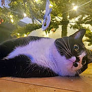 Oreo joined the competition — help win amazing prizes! accessories, animal, blackcat, cat, christmas, christmasdecorations, christmastree, conifer, festival, flare, kitten, light, lighting, manx, pet, plant, pottedplant, tree, vegetation, wood
