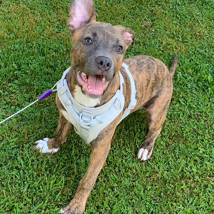 Bleu is registered to the contest to win money with this photo: dog, brindle, harness, grass, outdoor, pet, canine, playful, happy, animal, leash, tongue_out, ears_up, paw, mammal, friendly, cute, young_dog, smiling, nature