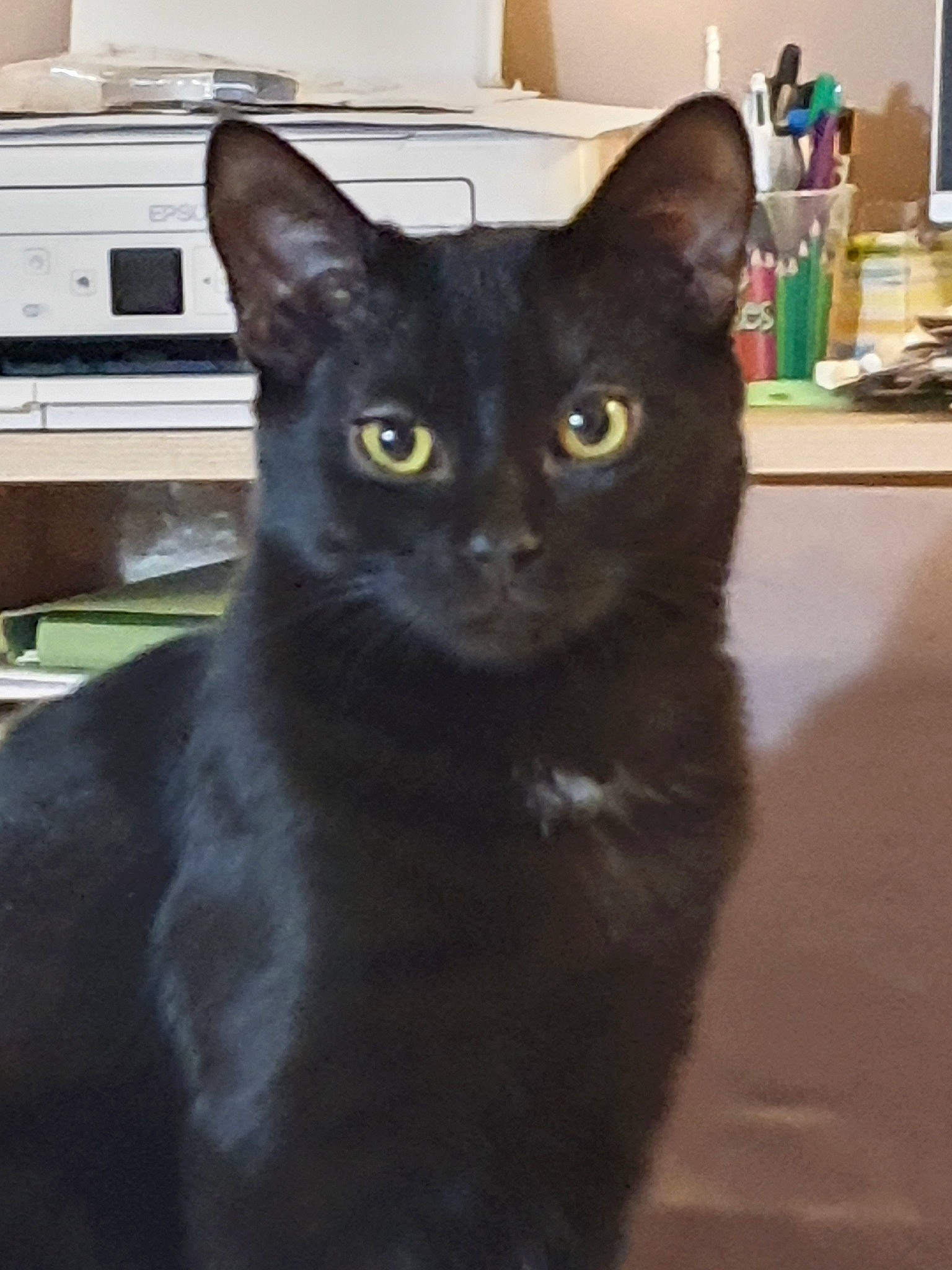 Batman participe au concours pour gagner de l'argent avec cette photo : asian, black_cat, bombay, burmese, carnivore, cat, domestic_short_haired_cat, felidae, german_rex, havana_brown, javanese, kitten, korat, mammal, oriental_shorthair, russian_blue, small_to_medium_sized_cats, snout, vertebrate, whiskers