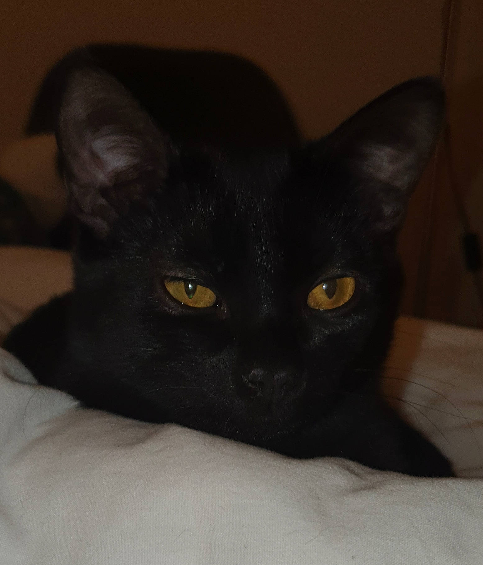 Batman participe au concours pour gagner de l'argent avec cette photo : asian, black, black_cat, bombay, burmese, carnivore, cat, domestic_short_haired_cat, ear, eye, felidae, havana_brown, korat, mammal, small_to_medium_sized_cats, snout, vertebrate, whiskers