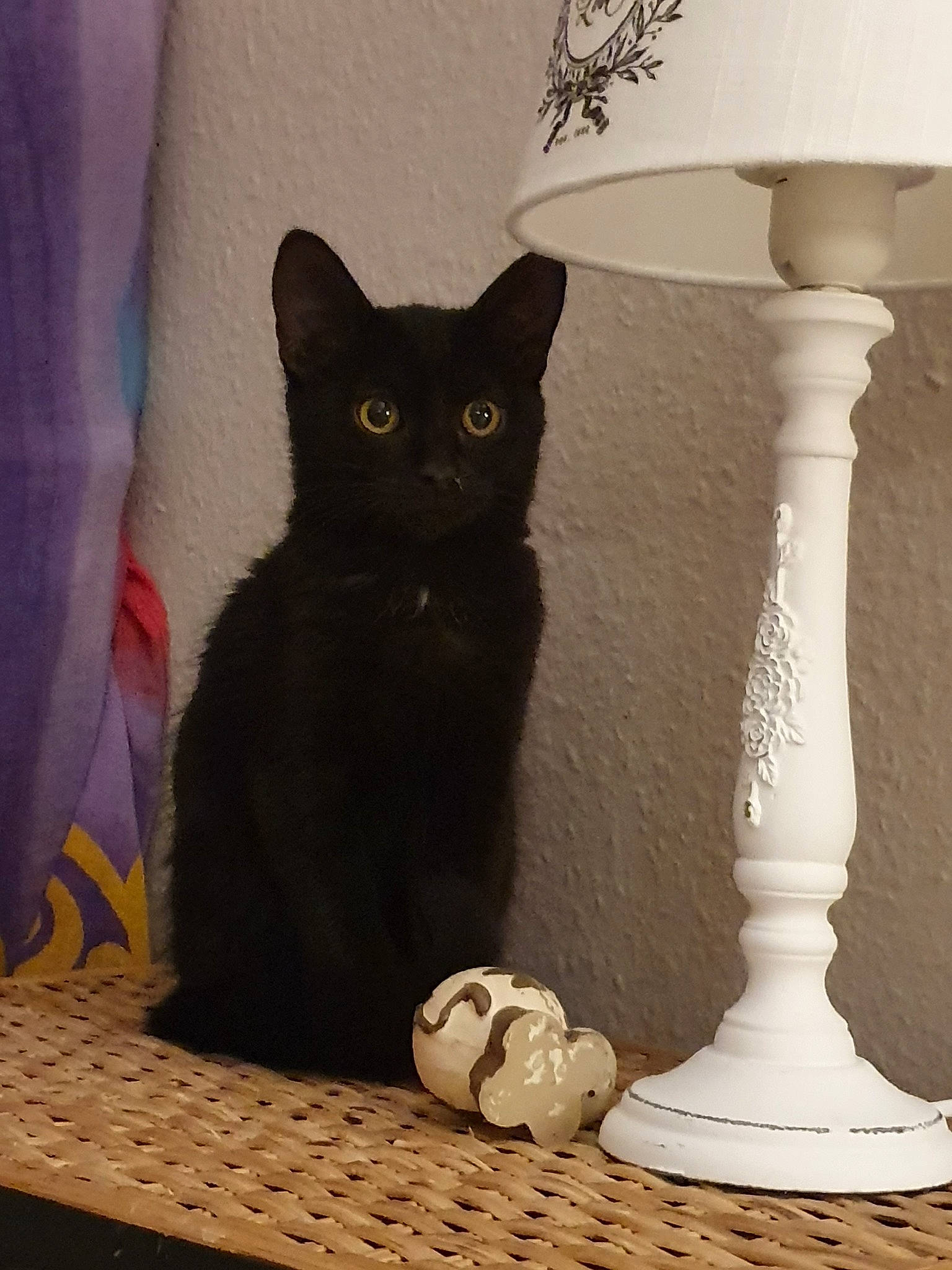 Batman participe au concours pour gagner de l'argent avec cette photo : asian, black_cat, bombay, carnivore, cat, domestic_short_haired_cat, european_shorthair, felidae, kitten, polydactyl_cat, room, small_to_medium_sized_cats, whiskers