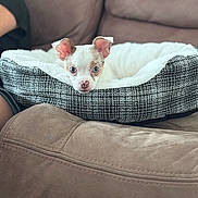 Pico is registered to the contest to win money with this photo: puppy, dog_bed, couch, pet, indoor, brown_couch, small_dog, cozy, curious_eyes, white_puppy, furniture, relaxing, home, soft_texture, resting, animal, cute, young_dog, domestic_animal, comfort