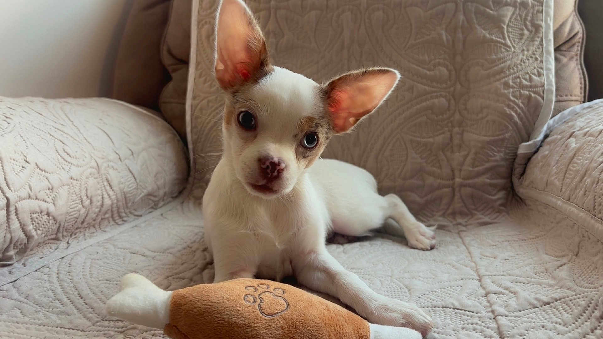 Pico is registered to the contest to win money with this photo: puppy, dog, toy, plush_toy, armchair, indoor, pet, brown, white, ears, cute, looking, sitting, texture, fabric, cozy, animal, small, young, face