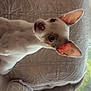 Pico is registered to the contest to win money with this photo: dog, small_dog, ears, eyes, couch, patterned_couch, indoor, window, umbrella, red_umbrella, pet, animal, cute, looking_up, cozy, furniture, home, domestic, whiskers, nose