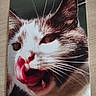 cat, close_up, tongue_out, whiskers, fur, animal, pet, face, printed_photo, paper, wooden_surface, brown, white, expression, licking, cute, domestic_cat, indoor, mammal, portrait